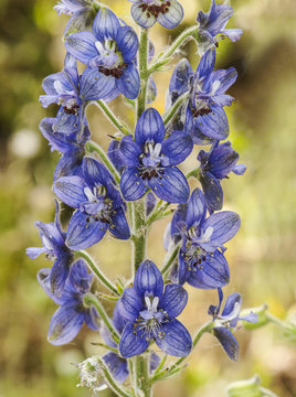 Delphinium staphisagria lice-bane or stavesacre medium-sized plant with beautiful deep blue flowers
