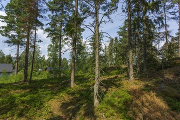 Beautiful nature landscape on sunny summer day. Small woodens private houses between tall green trees on blue sky background.