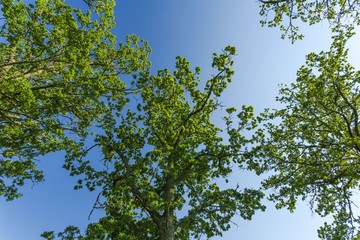 Beautiful view of green tops of high trees on blue sky and clouds background. Gorgeous nature backgrounds.	