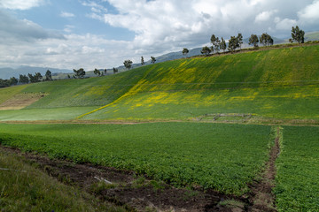 Various crops such as potatoes, alfalfa and turnip