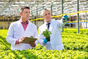 Photo of two male botanist examining herbs while writing on clipboard in plant nursery - obrazy, fototapety, plakaty