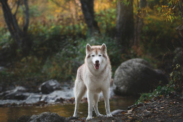 Obraz premium Portrait of a beautiful dog breed Siberian husky standing by the river bank in the forest at sunset