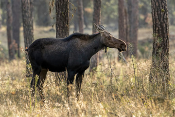 Side profile of a female moose.