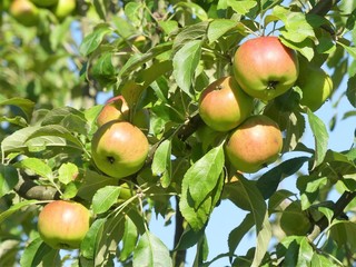 Malus domestica Borkh Young's Pinello Apple. Fruits have firm, fairly tender, white flesh with a subacid to sweet, slightly aromatic flavour.