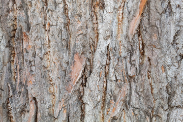 Closeup Tree Bark Texture Background	