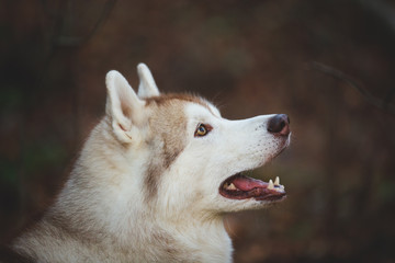 Profile Portrait of beautiful attentive siberian Husky dog standing in the bright autumn forest