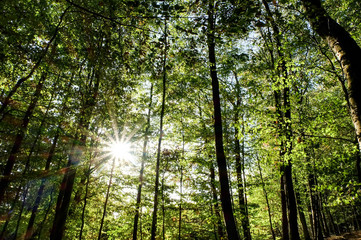 Fototapeta na wymiar Sonnenstrahlen scheinen sternförmig durch die Bäume eines grünen idyllischen Waldes