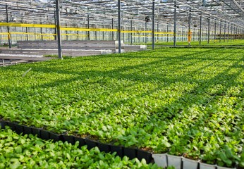 Herbs growing in greenhouse