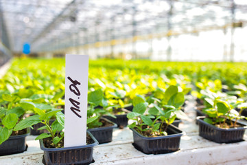 Row of herbs growing in greenhouse