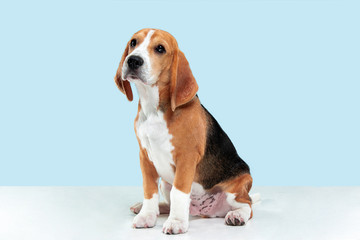 Beagle tricolor puppy is posing. Cute white-braun-black doggy or pet is sitting on blue background. Looks attented and sad. Studio photoshot. Concept of motion, movement, action. Negative space.