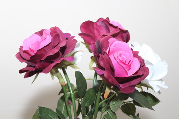 Fototapeta premium Beautiful flowers of intense colors and of great beauty