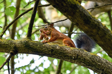 Squirrel with nuts in mouth on the tree.