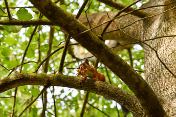 Squirrel with nuts in mouth on the tree.
