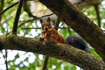 Squirrel with nuts in mouth on the tree.