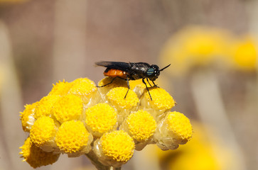 Odontomyia flavissima incredible fly of very peculiar shape and orange color feeding on Helichrysum stoechas