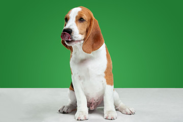 Beagle tricolor puppy is posing. Cute white-braun-black doggy or pet is playing on green background. Looks attented and playful. Studio photoshot. Concept of motion, movement, action. Negative space.