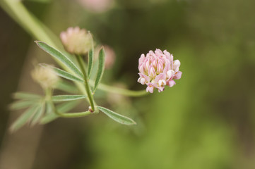 Obraz na płótnie Canvas Trifolium light pink species on green background