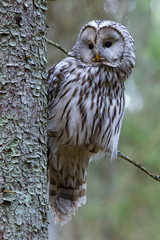 Ural owl (Strix uralensis)