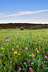 Obraz premium Calm and quiet meadow with forest in background