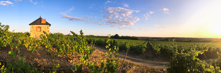 Vignoble Angevin en France dans le Layon