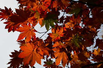 Red leaves of Acer platanoides, also known as Norway maple tree in an autumn garden, view from below towards grey sky