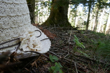 chapeau fleur forêt
