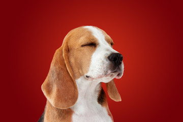 Beagle tricolor puppy is posing. Cute white-braun-black doggy or pet is playing on red background. Looks attented and playful. Studio photoshot. Concept of motion, movement, action. Negative space.