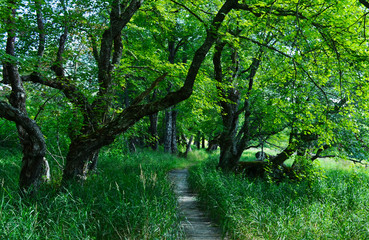Boardwalk Trail through Forest in Kejimkujik National Park Nova Scotia Canada