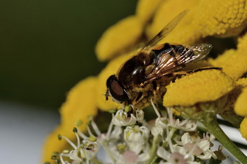 A fly of the hoverfly family ( Syrphidae)