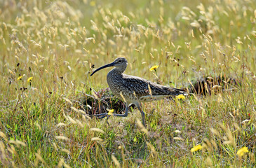 Icelandic bird called Eurasian Curlew (Numenius arquata) with long curved beak, Iceland, Europe.