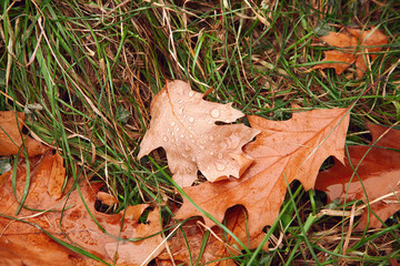 autumn wet leaves top view on green grass
