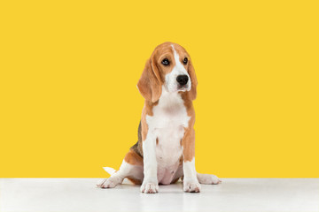 Beagle tricolor puppy is posing. Cute white-braun-black doggy or pet is playing on yellow background. Looks calm and confident. Studio photoshot. Concept of motion, movement, action. Negative space.