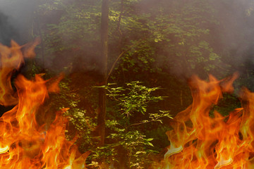 Forest fire digital composite - amazon tragedy concept