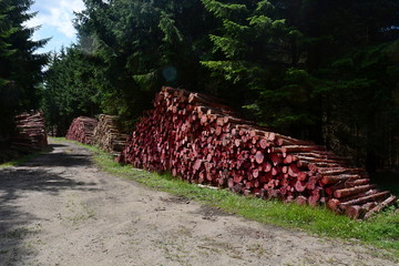 Fallen trees, lumber waiting to be taken away