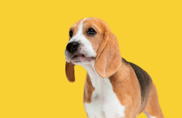 Beagle tricolor puppy is posing. Cute white-braun-black doggy or pet is playing on yellow...