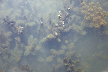 Fototapeta na wymiar River algae under water.