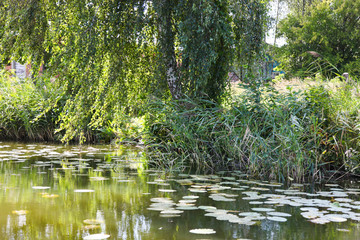 River with water lilies and birch