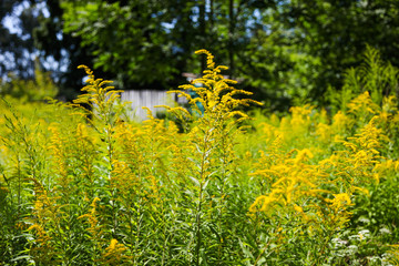 Beautiful yellow plant  jacobaea vulgaris