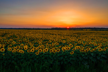 Sunflower field on sunset, Beautiful nature landscape panorama.