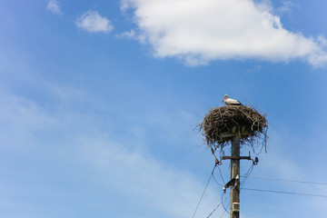 white stork in nest
