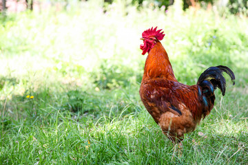 Beautiful brown cock