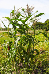 Fresh organic corn