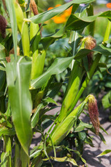 Obraz premium Fresh organic corn