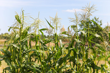 Fresh organic corn