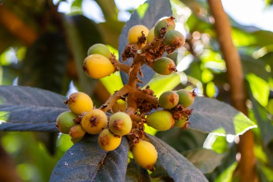 Bunch of ripe fruit loquat (Eriobotrya japonica), also known in Brazil as "yellow plum"