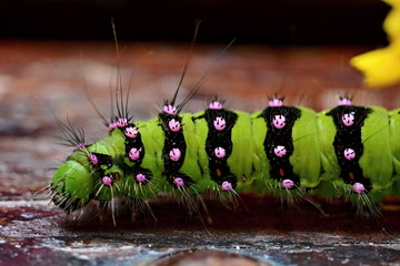 SATURNIA PAVONIA - Green caterpillar