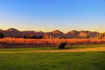 Fototapeta na wymiar Tour em outono nos vinhedos, com vinícolas, jardins e museu que termina com uma degustação de vinhos - A Viña Santa Rita é uma das mais antigas e tradicionais vinhas do Chile