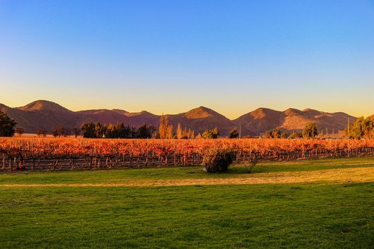 Tour em outono nos vinhedos, com vin&iacute;colas, jardins e museu que termina com uma degusta&ccedil;&atilde;o de vinhos - A Vi&ntilde;a Santa Rita &eacute; uma das mais antigas e tradicionais vinhas do Chile