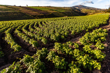 Fototapeta na wymiar Andean landscape extensive hillside crops