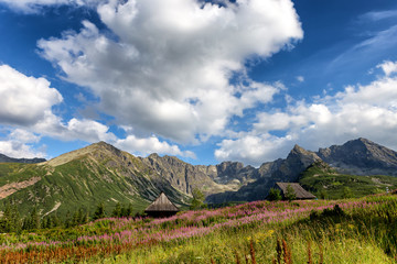 View of the Tatras mountains and colorful flowers in Gasienicowa valley.